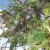 Volunteer Bean Plant