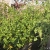 Okra Forest