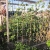 Huge Okra Plants