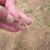 Termites!