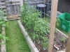 7 Tomato Plants