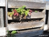 only remaining strawberry plant in boxes