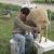 goat milking demo